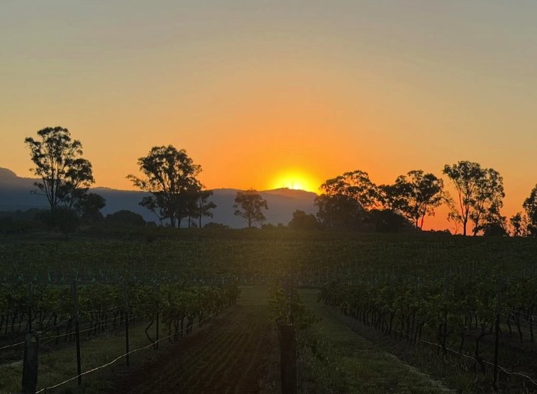 Sunrise over the Hunter Valley vine rows with the ranges dark on the horizon