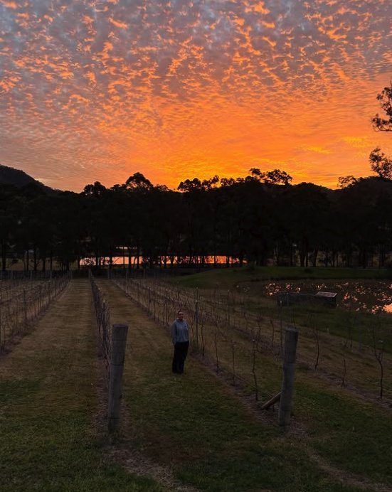 A visitor standing between the vine rows as the sky burns orange over the Hunter Valley
