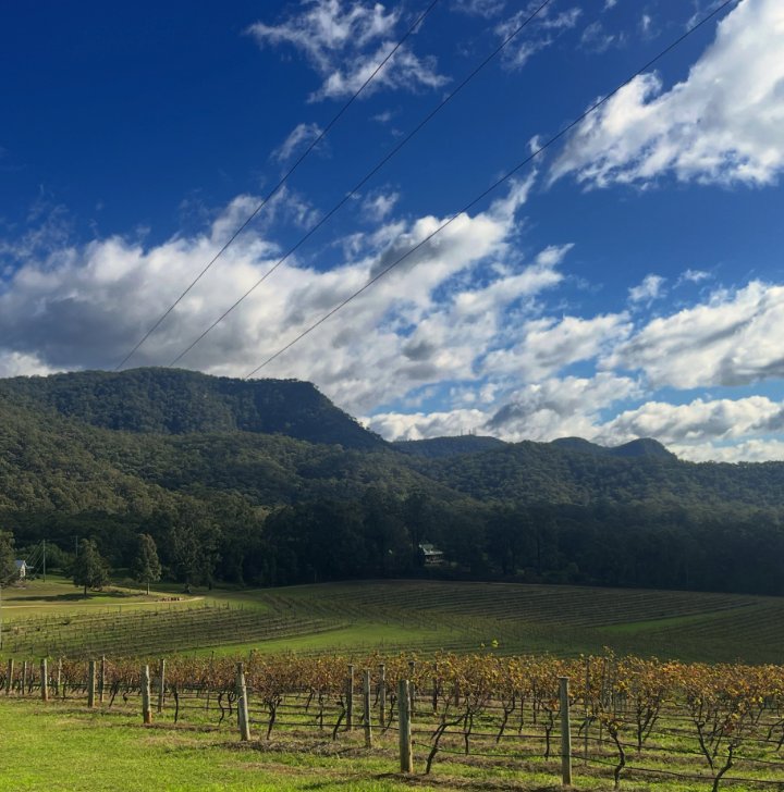 The Brokenback Range rising behind a Pokolbin vineyard under a blue winter sky